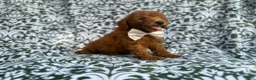 Mini Goldendoodle dogs for sale: Leon - Ad 7