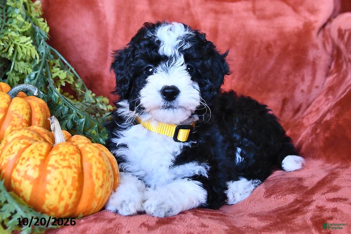 Aussiedoodle dogs Alaina  - Ad 1
