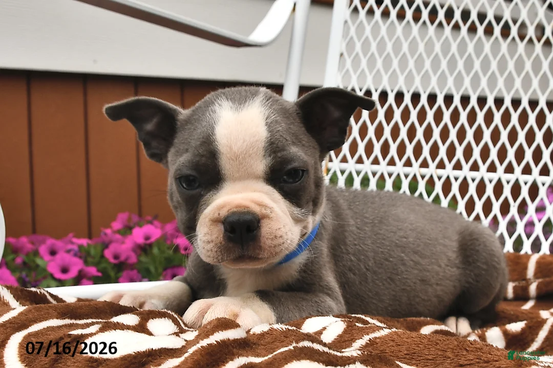 Boston Terrier dogs for sale: Leo  - Ad 1