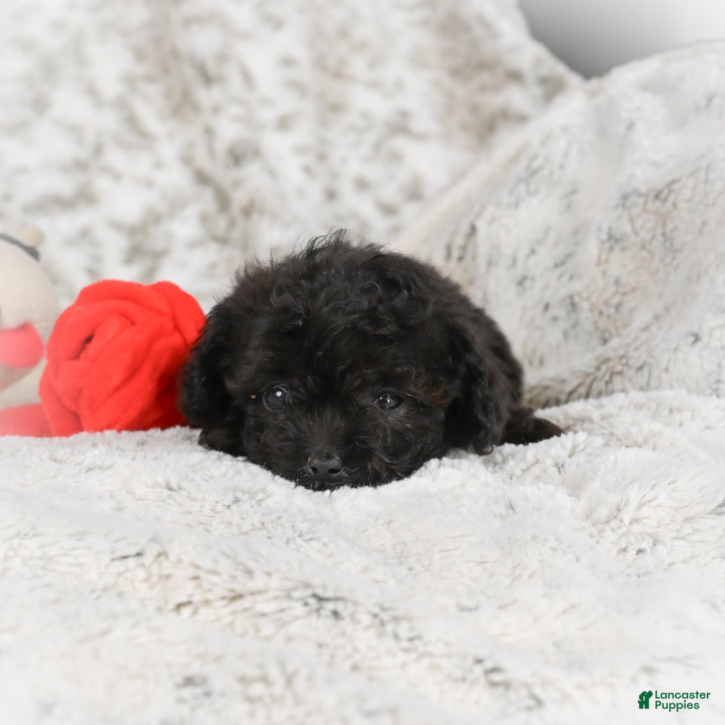 Cavapoo dogs Teddy - Ad 2