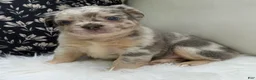 French Bulldog dogs for sale: Smokey - Ad 1