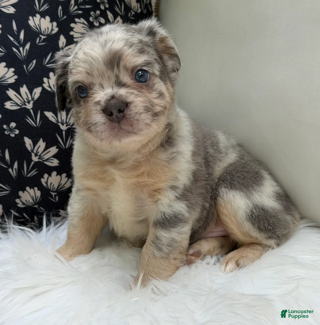 French Bulldog dogs for sale: Smokey - Ad 1