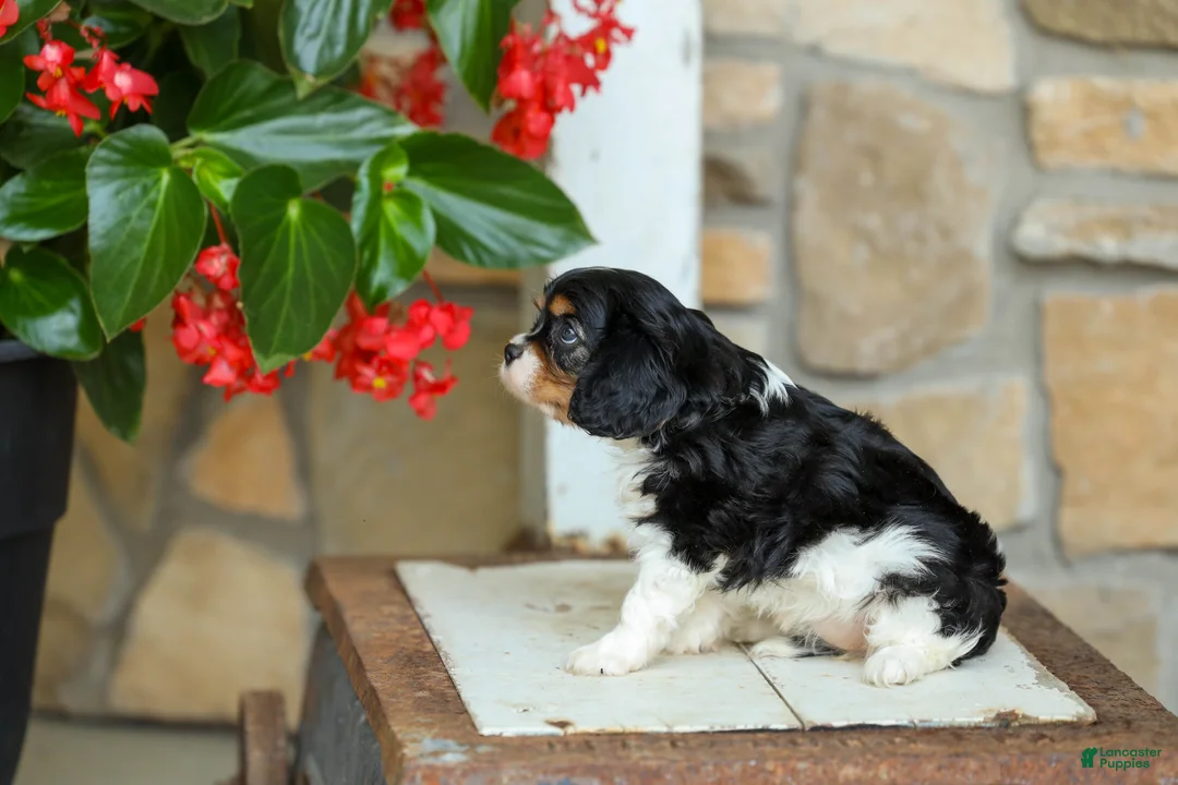 Cavalier King Charles Spaniel dogs for sale: AKC Willow - Ad 2