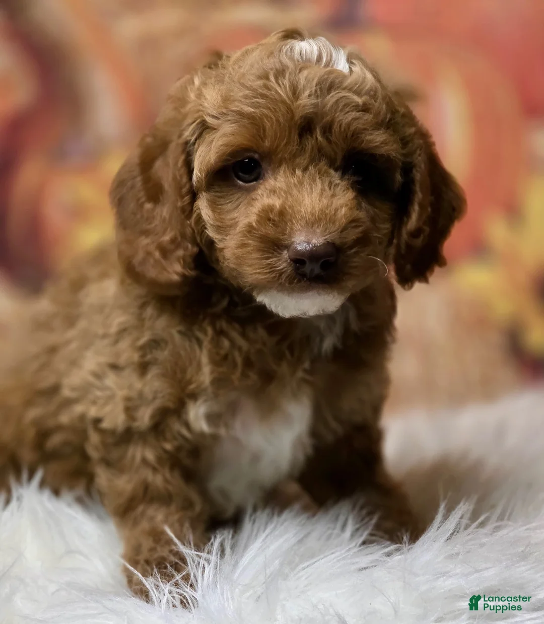 Toy Poodle dogs for sale: Sammy deep red parti - Ad 1