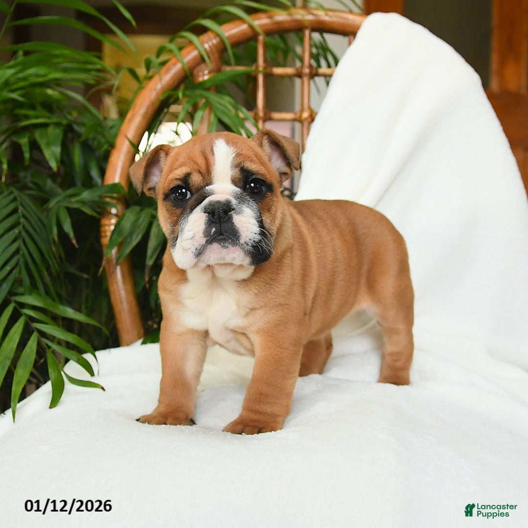 English Bulldog dogs for sale: Mayhem - Ad 5