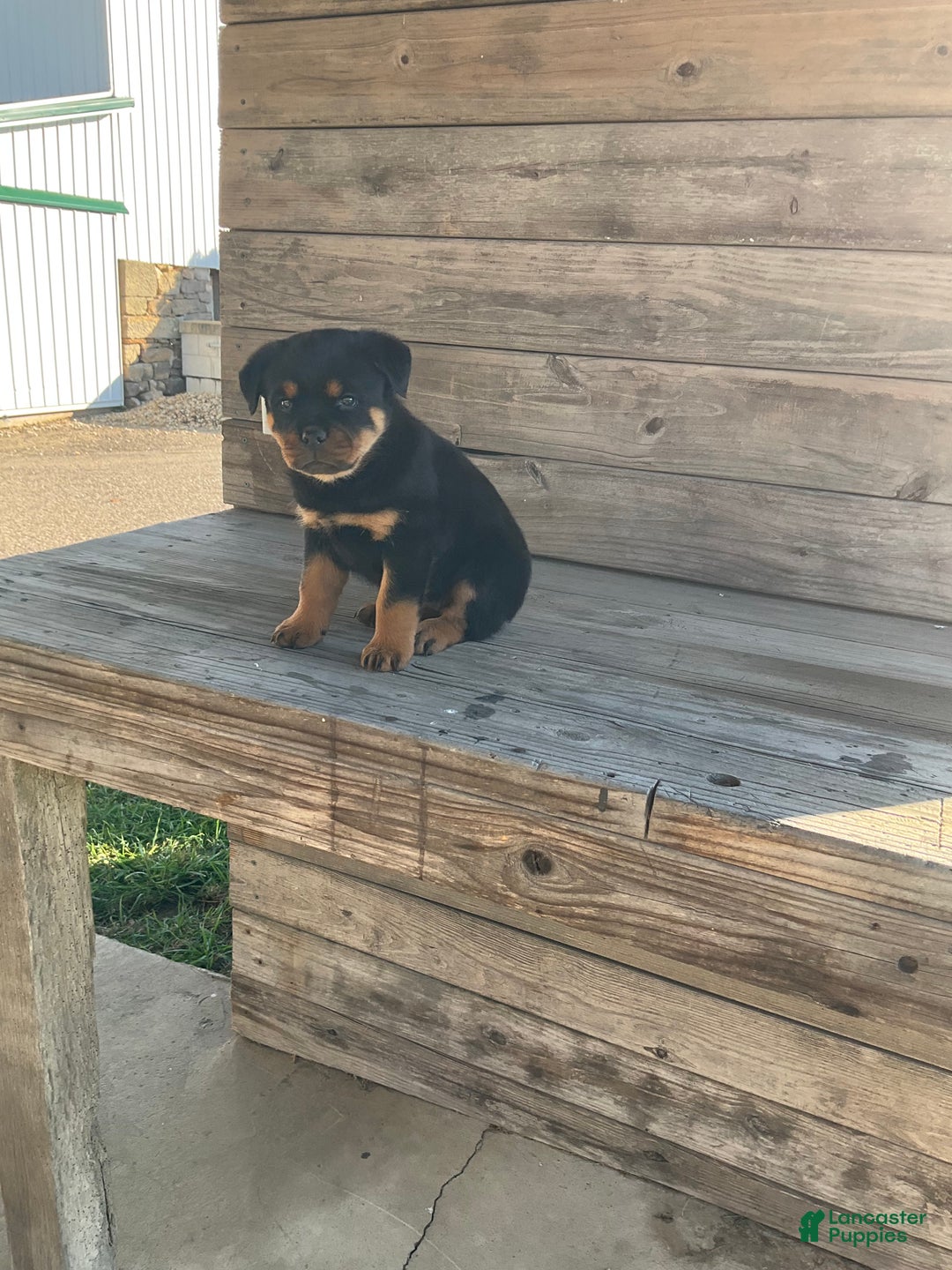 Rottweiler dogs for sale: Coco  - Ad 3