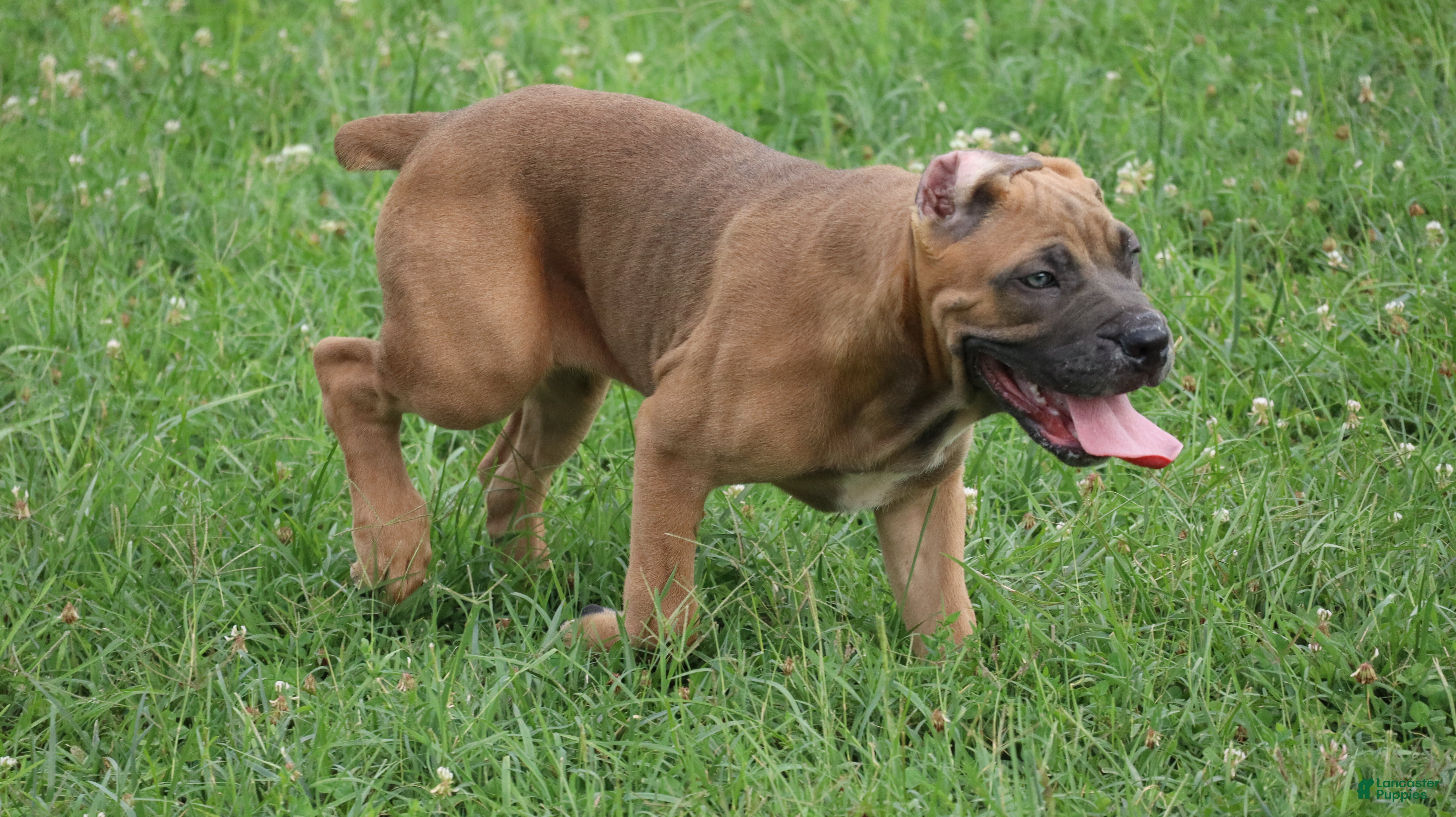 Cane Corso dogs Andromeda  - Ad 2