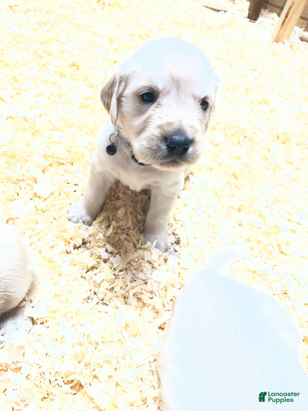 Golden Retriever dogs for sale: Black - Ad 1