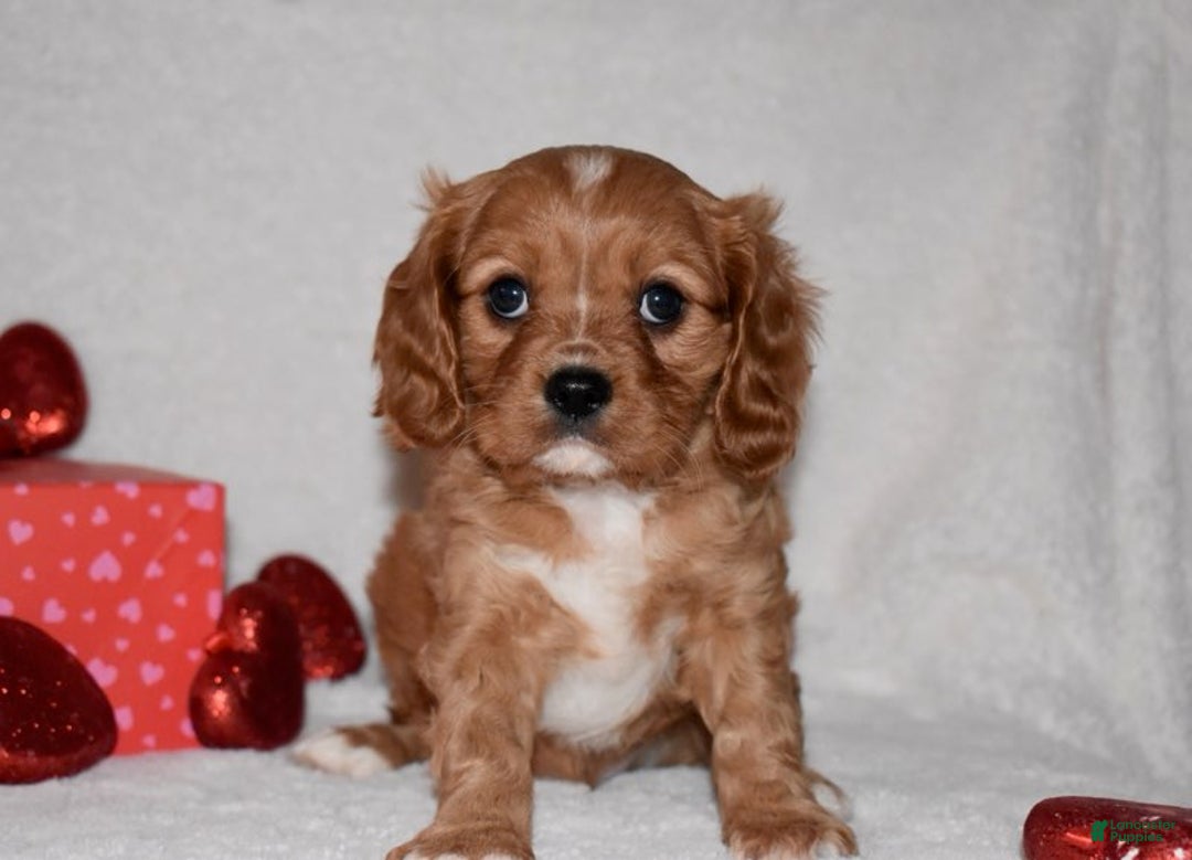 Cavalier King Charles Spaniel dogs for sale: Oscar - Ad 1