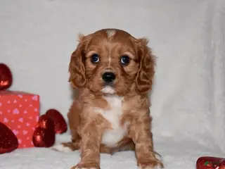 Cavalier King Charles Spaniel dogs Oscar - Ad 17