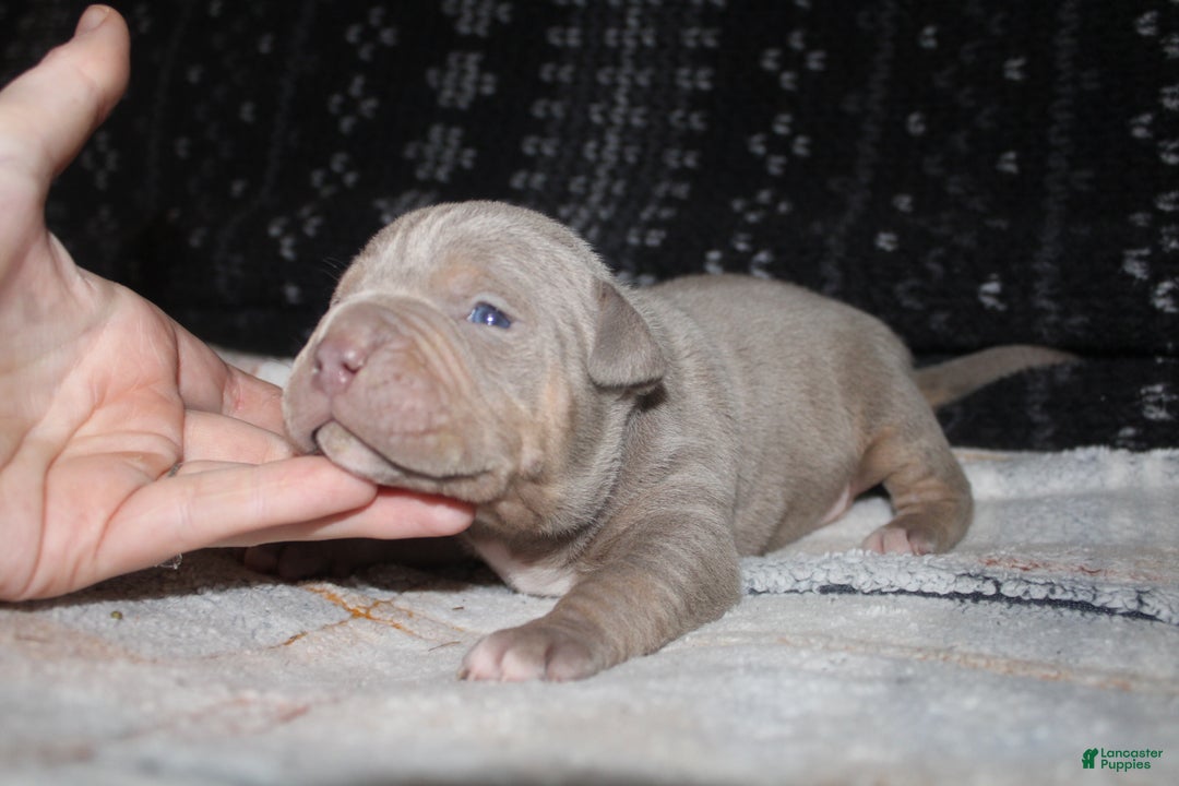 American Bully dogs for sale: Lykin - Ad 7