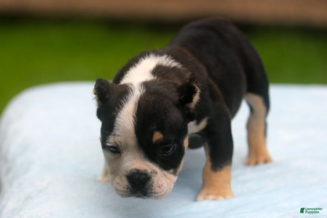 American Bully dogs for sale: Black Tri Male - Ad 11