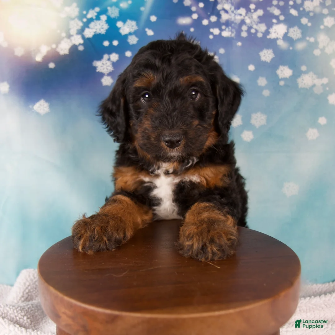 Mini Bernedoodle dogs for sale: Curtis - Ad 2