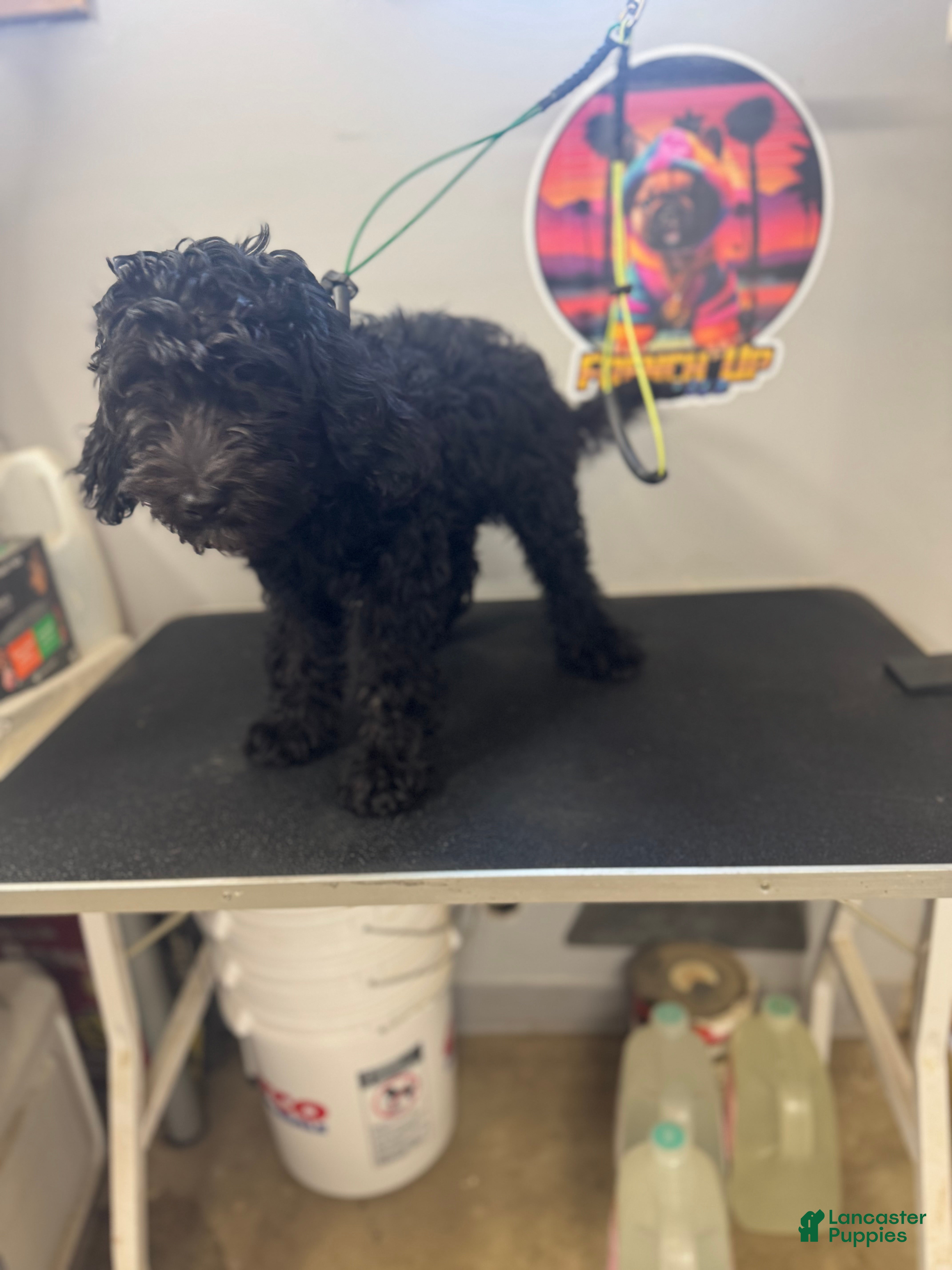 Australian Labradoodle dogs Australian Labradoodle 1 - Ad 2