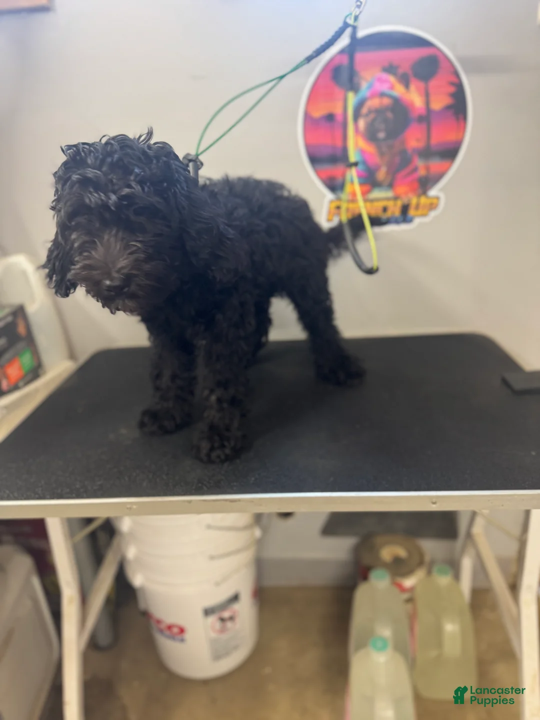 Australian Labradoodle dogs for sale: Australian Labradoodle 1 - Ad 2
