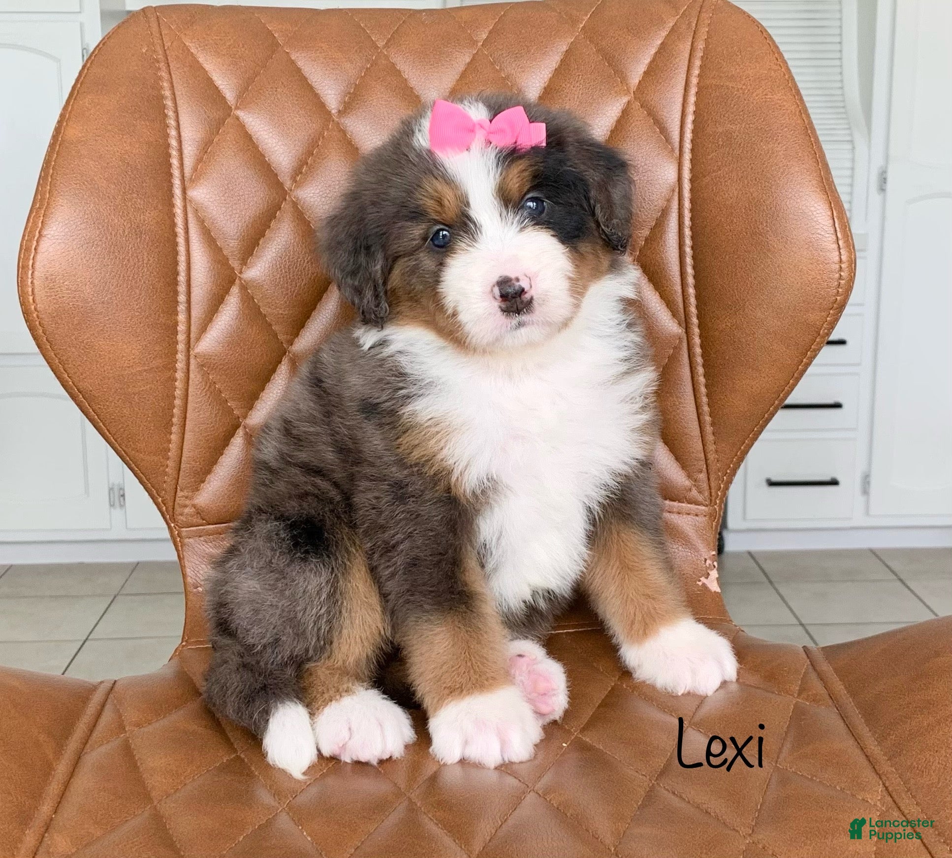 Bernedoodle dogs Lexi - Ad 2