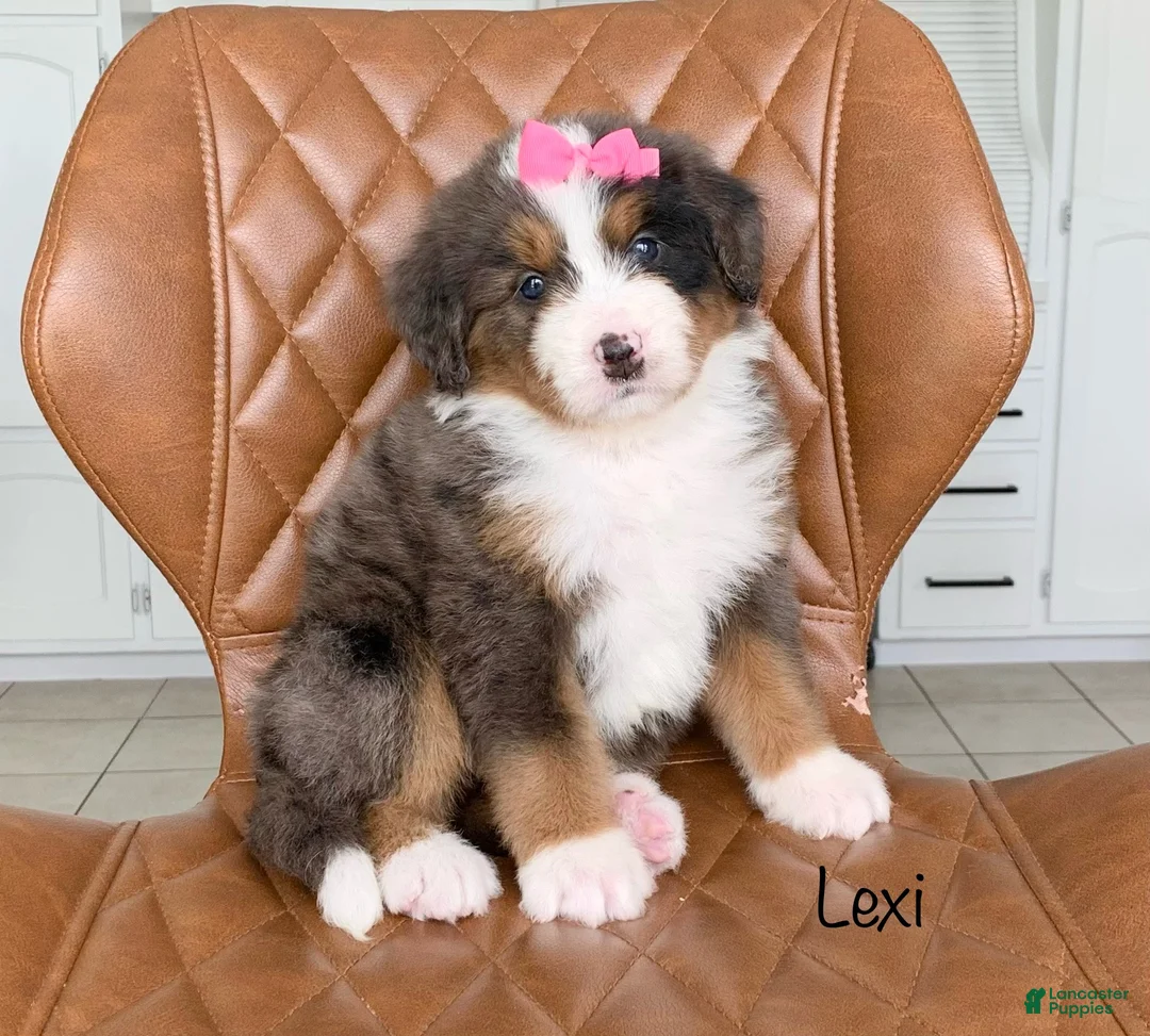 Bernedoodle dogs for sale: Lexi - Ad 2