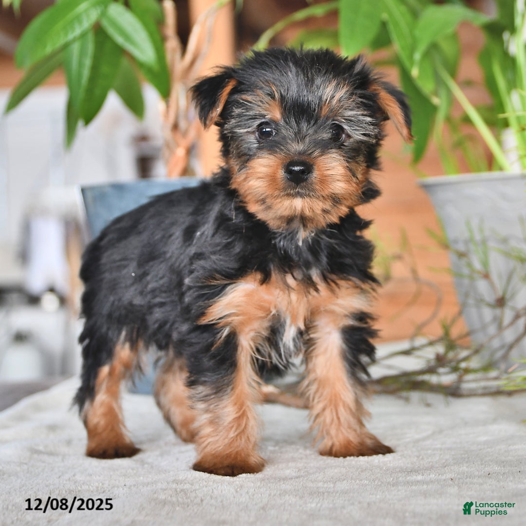 Yorkshire Terrier dogs for sale: Butterfly - Ad 3