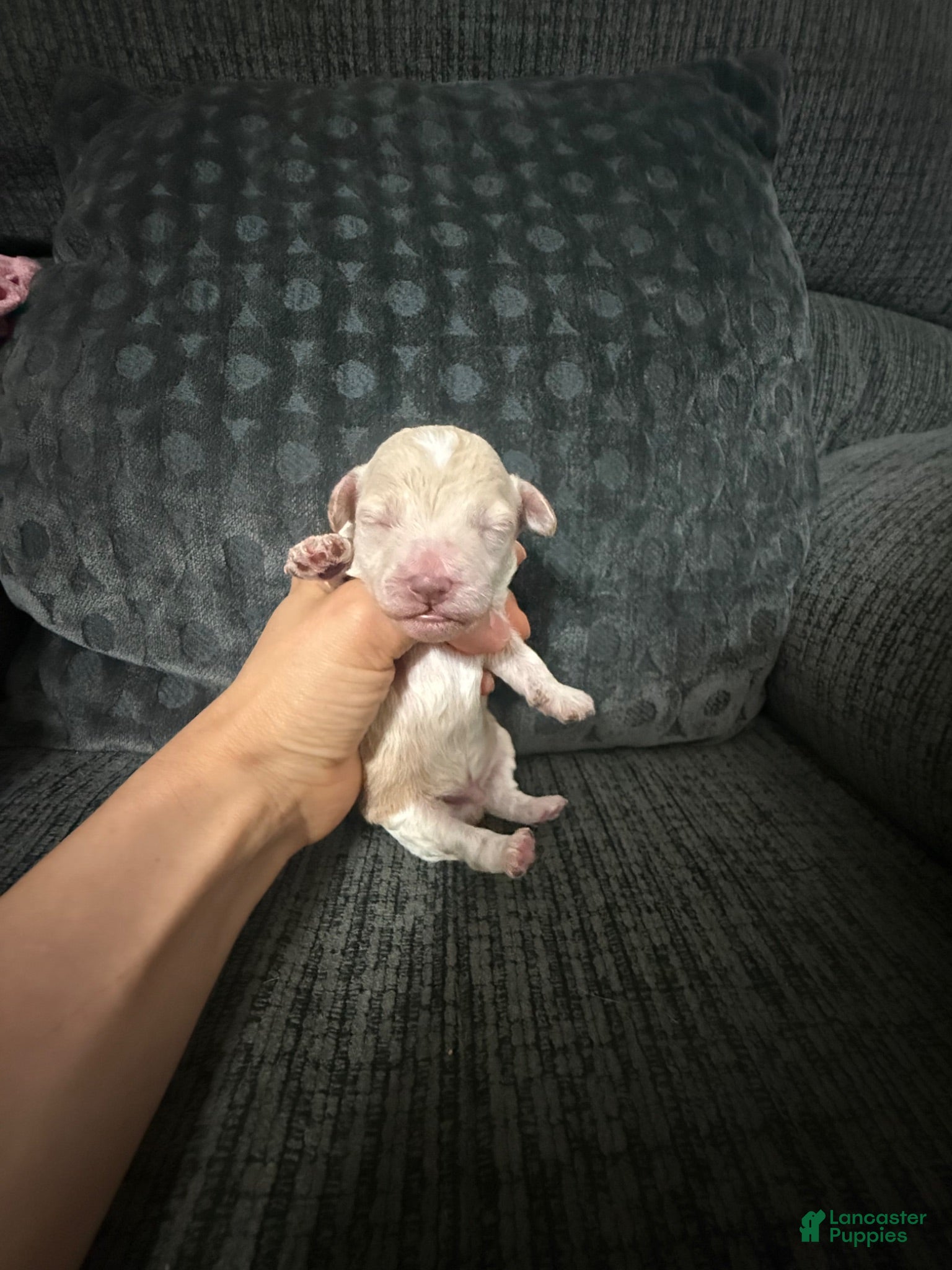 Toy Poodle dogs Toy Poodle 1 - Ad 18