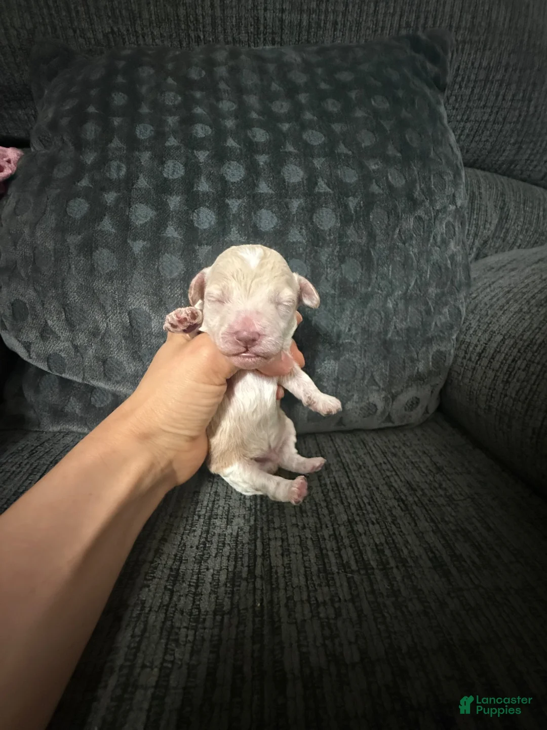 Toy Poodle dogs for sale: Toy Poodle 1 - Ad 1