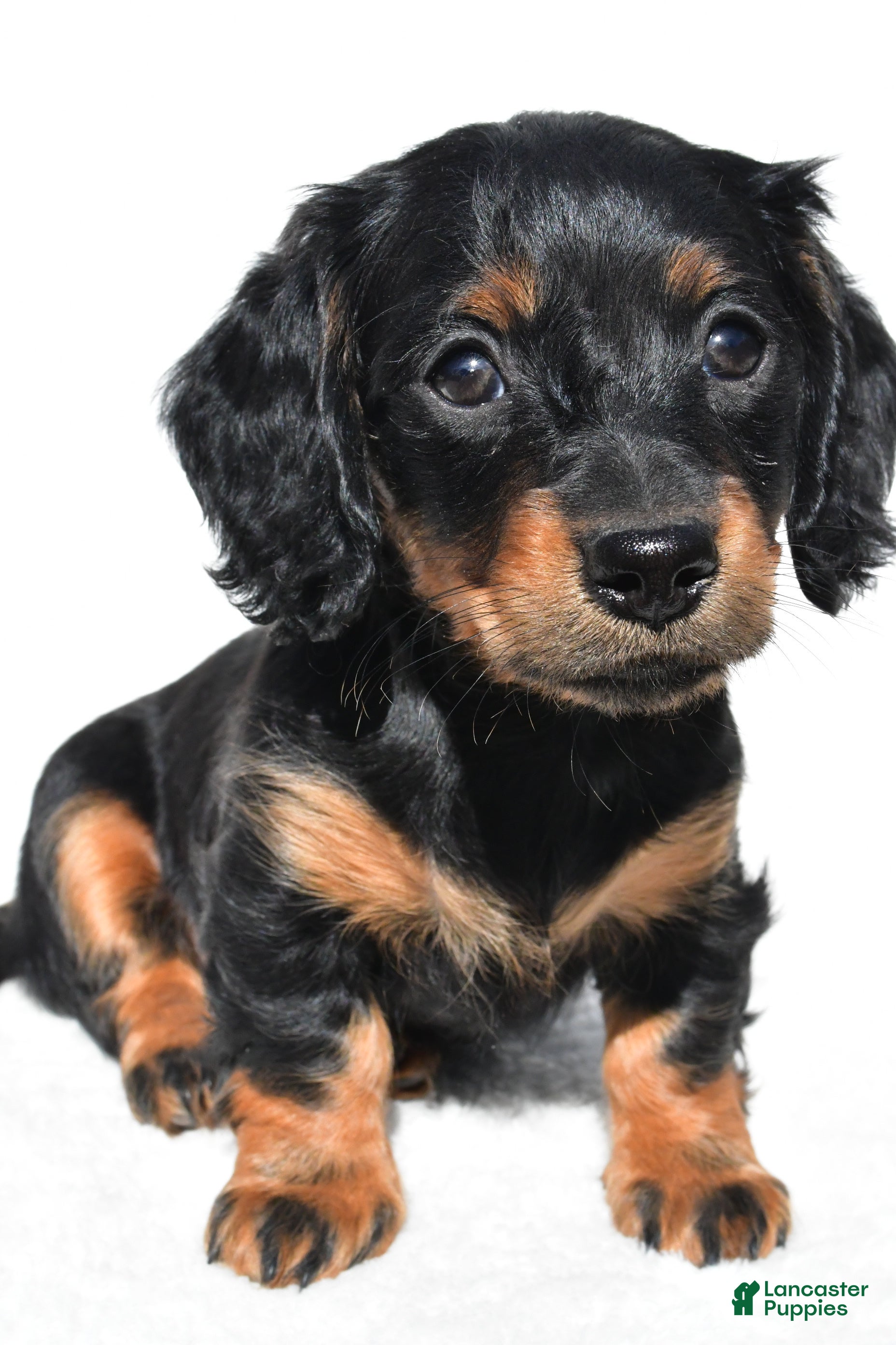 Miniature Dachshund dogs for sale: Anna - Ad 2