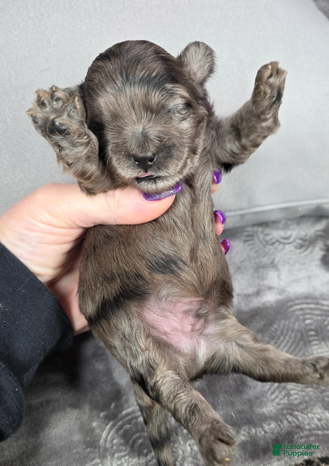 Shihpoo dogs for sale: Shihpoo Puppy 1 - Ad 2