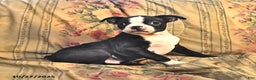 Boston Terrier dogs for sale: Murphy - Ad 4