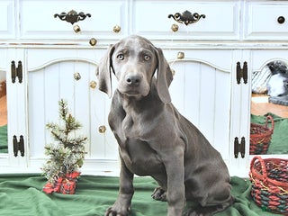 Weimaraner dogs Zeus - Ad 4