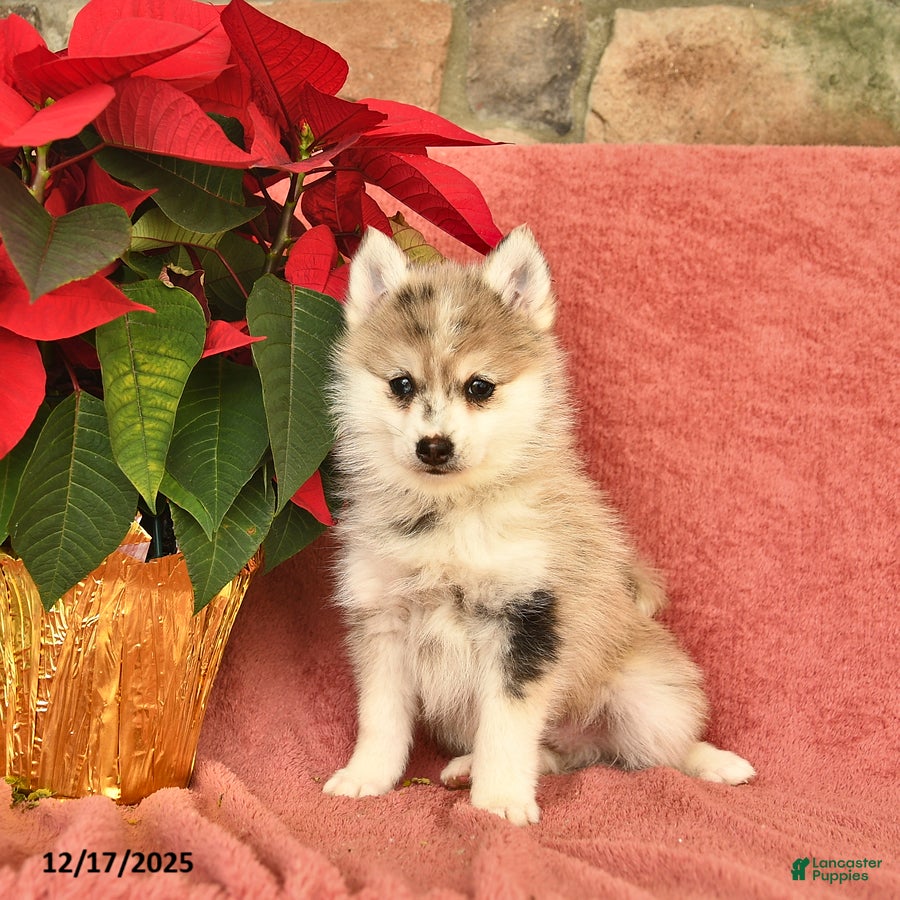 Pomsky dogs Winter  - Ad 2