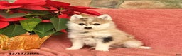 Pomsky dogs for sale: Winter  - Ad 2