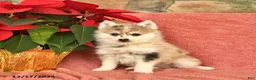 Pomsky dogs for sale: Winter  - Ad 2