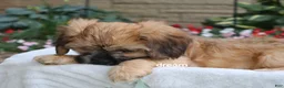 Mixed Breed dogs for sale: Wynn - Ad 6