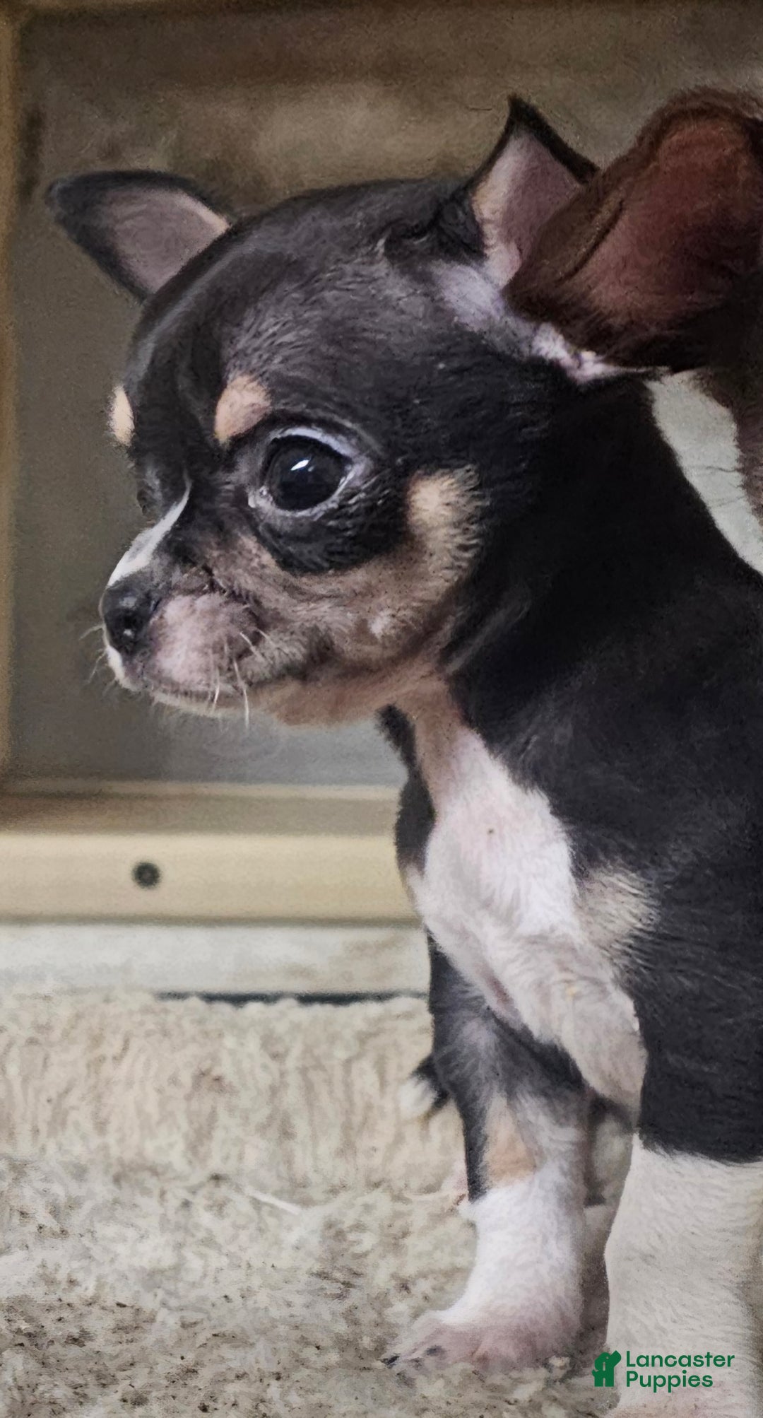 Chihuahua dogs for sale: Biff - Ad 8