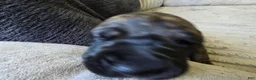 Mixed Breed dogs for sale: Pink-Full Brindle - Ad 16