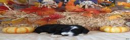 Cockapoo dogs for sale: #1 Female (Leslie's) - Ad 4