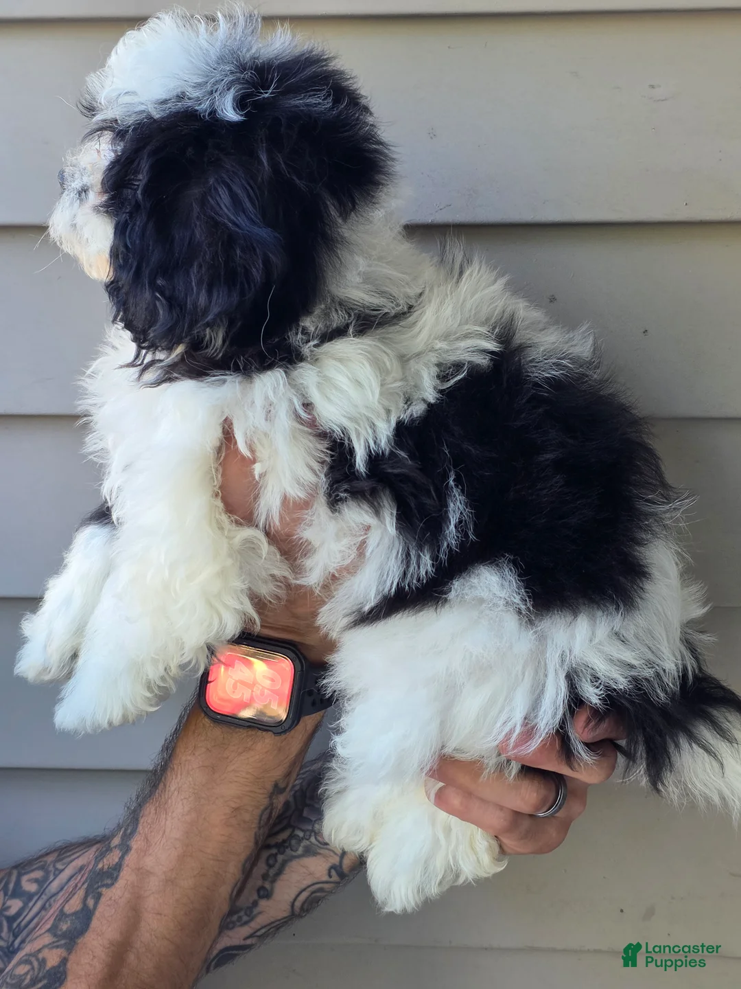 Teddy Bear dogs for sale: Peggy  - Ad 3