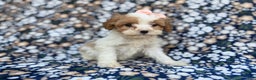 Cavapoo dogs for sale: Ruby - Ad 7