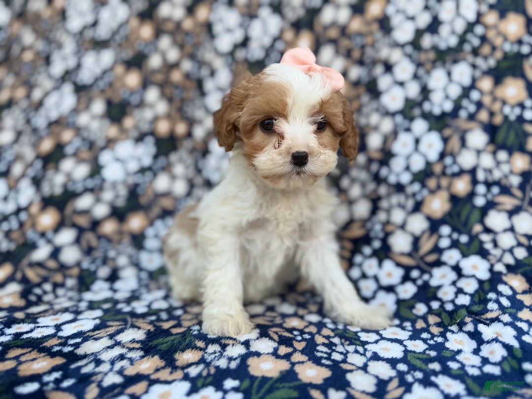 Cavapoo dogs for sale: Ruby - Ad 7