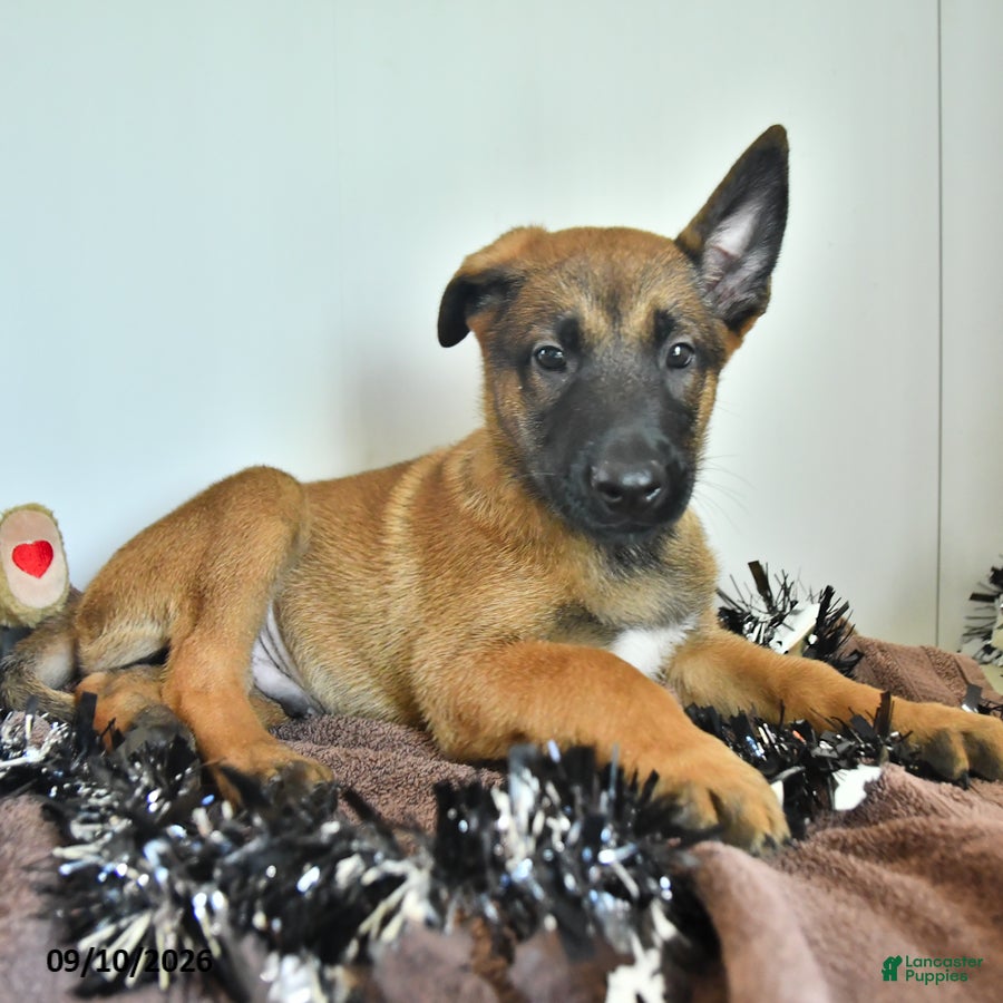 Belgian Malinois dogs Sevenis - Ad 1