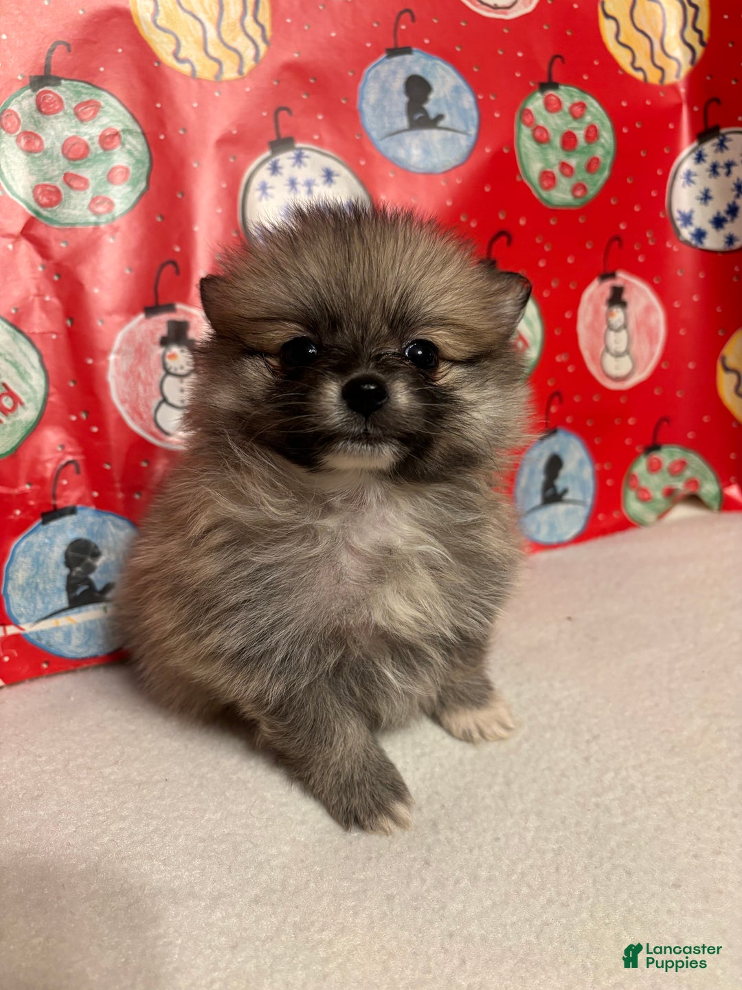 Pomeranian dogs for sale: Pomeranian Puppy 2 - Ad 1