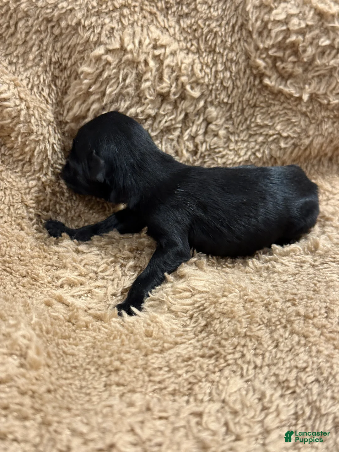 Miniature Schnauzer dogs for sale: George - Ad 2