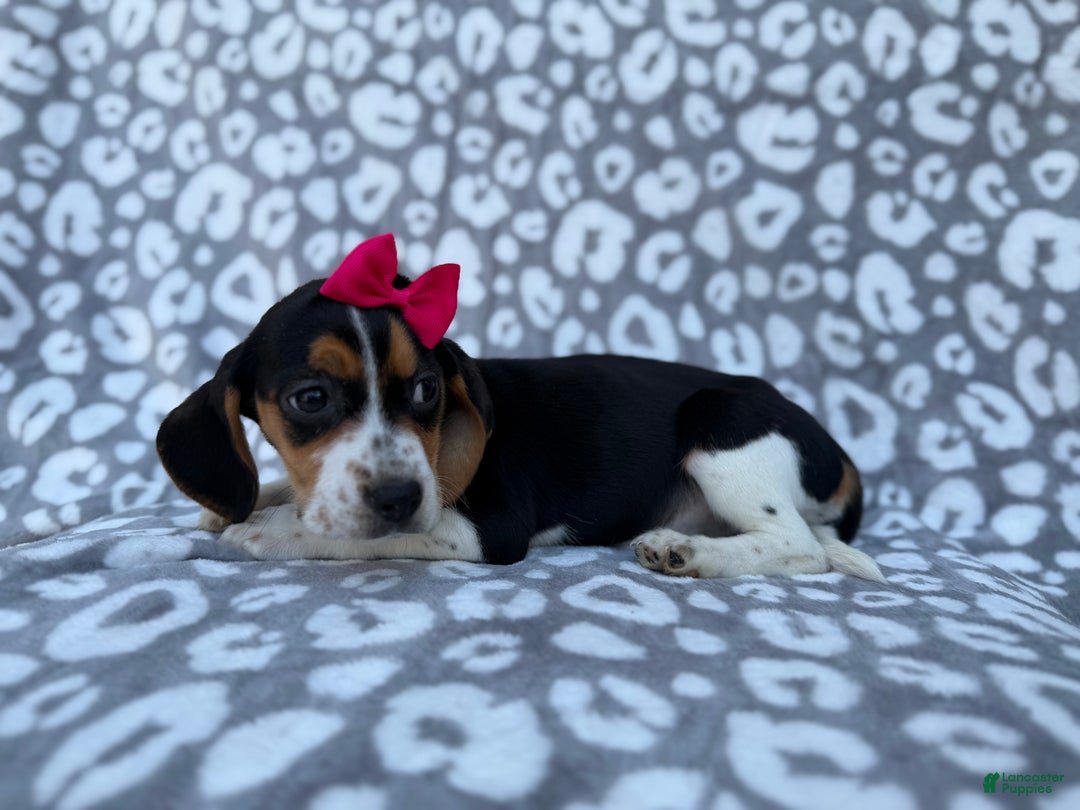 Beagle dogs for sale: Velma - Ad 6