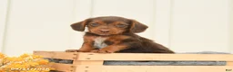 Mixed Breed dogs for sale: Freckles - Ad 4