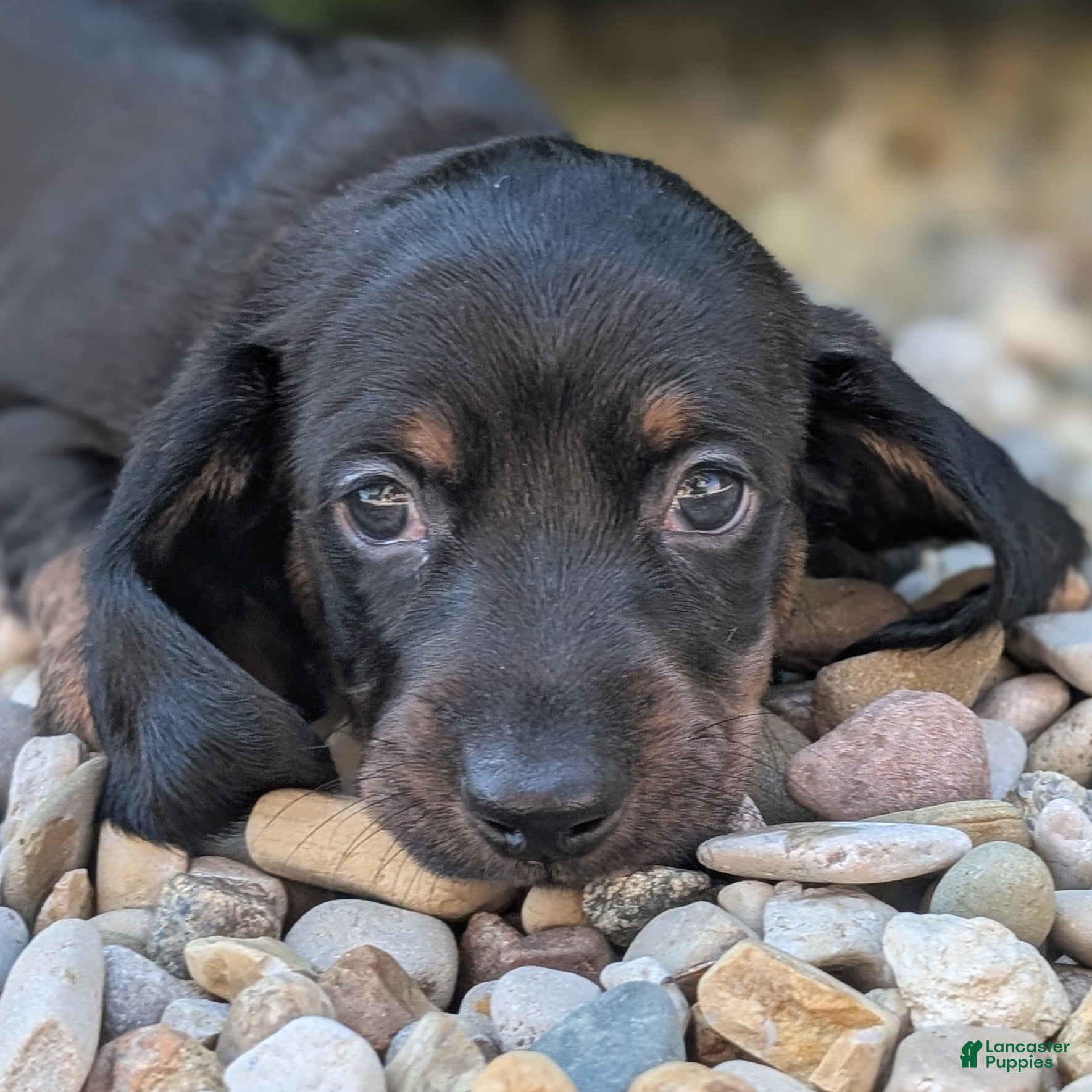 Miniature Dachshund dogs Char - Ad 42