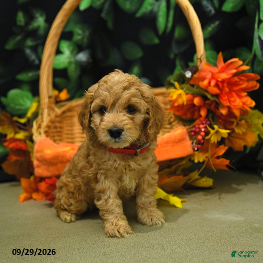Cockapoo dogs Sailor  - Ad 1
