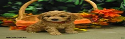 Cockapoo dogs for sale: Sailor  - Ad 1