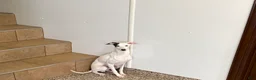 Italian Greyhound dogs for sale: JJ - Ad 5