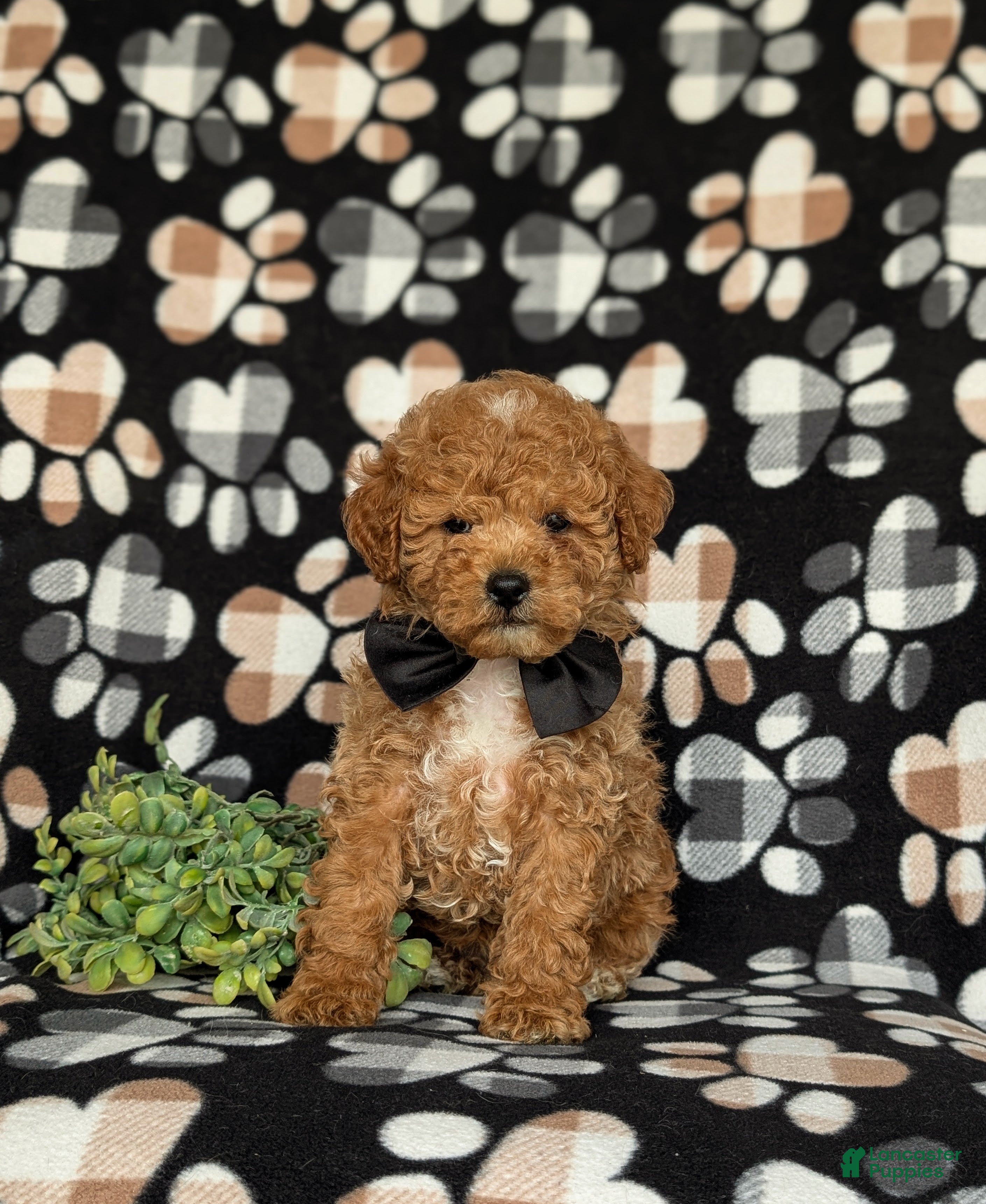 Miniature Poodle dogs for sale: Nyle - Ad 3