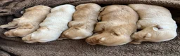 Miniature Dachshund dogs for sale: DAWWG POUND’S POCKET-SIZED QB - Ad 25
