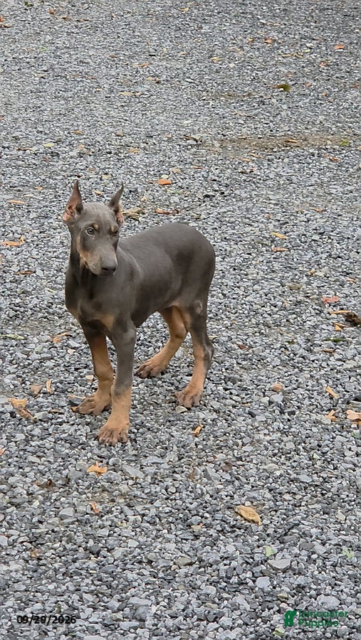 Doberman Pinscher dogs Rocky - Ad 1